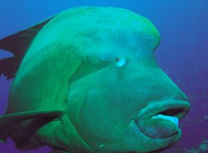 Napoleonfish, Red Sea, Camerasystem; Mamiya 645 in Hugyfo... by Walter Lehmann 
